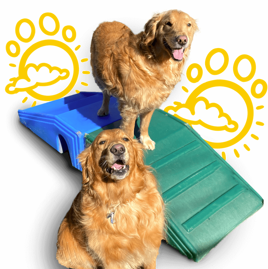 The Premier Dog Daycare and Boarding Facility!
