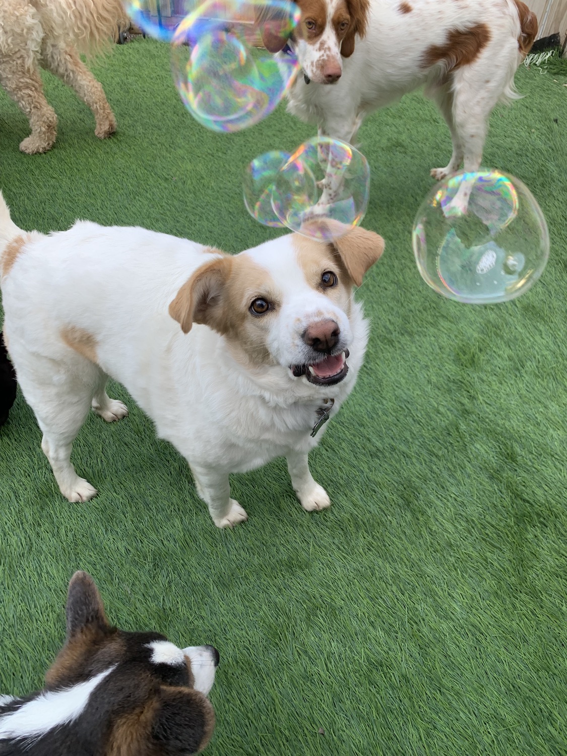 Daycare - All Paws Retreat