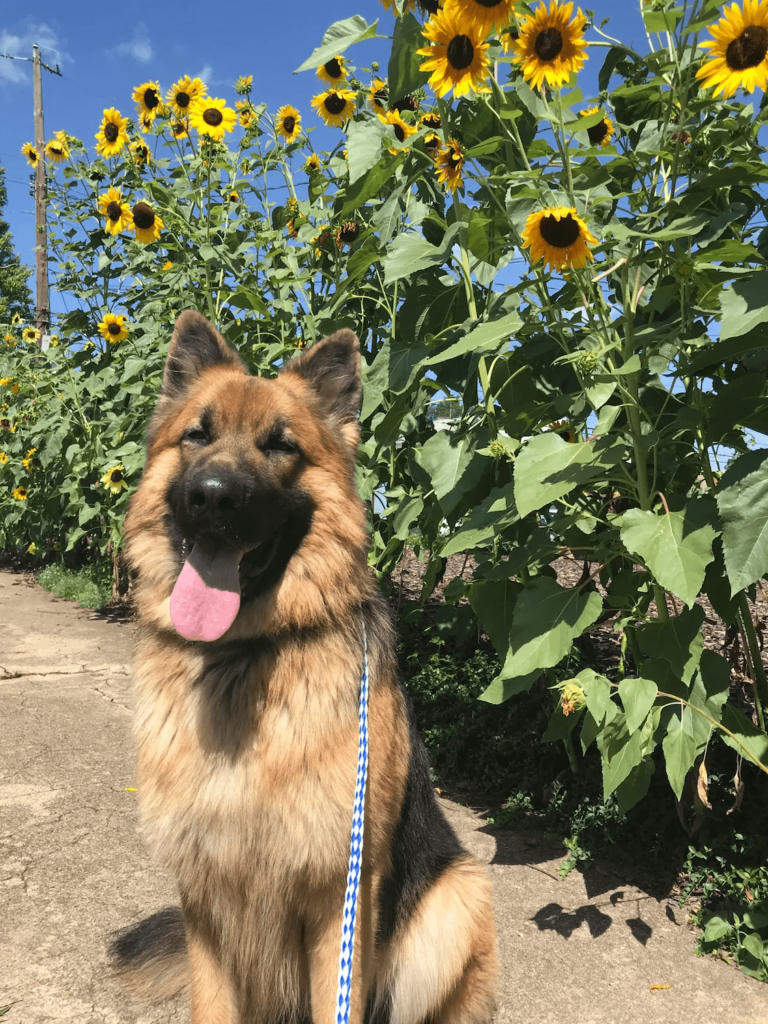 Train Your Pet with Experts All Paws Retreat