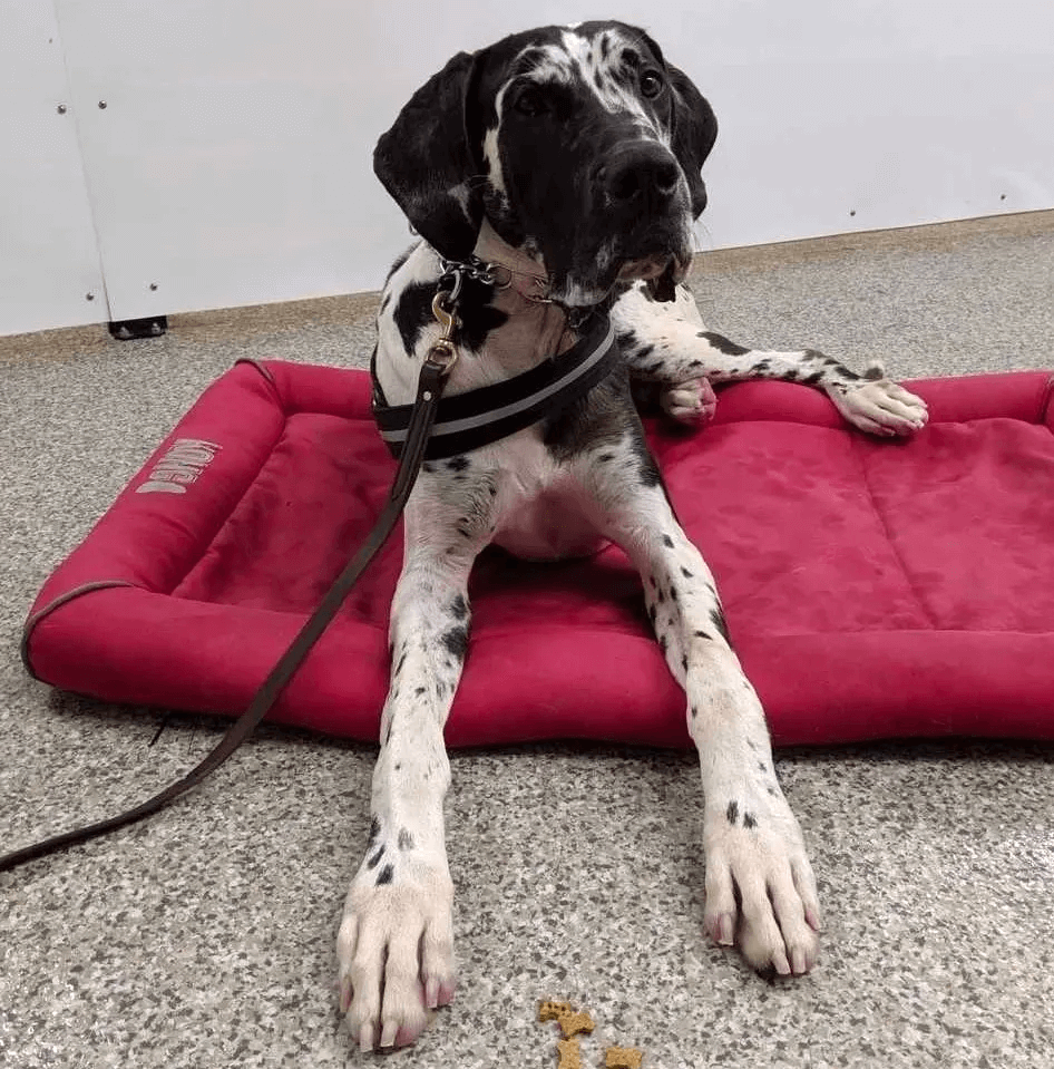 Train Your Pet with Experts All Paws Retreat