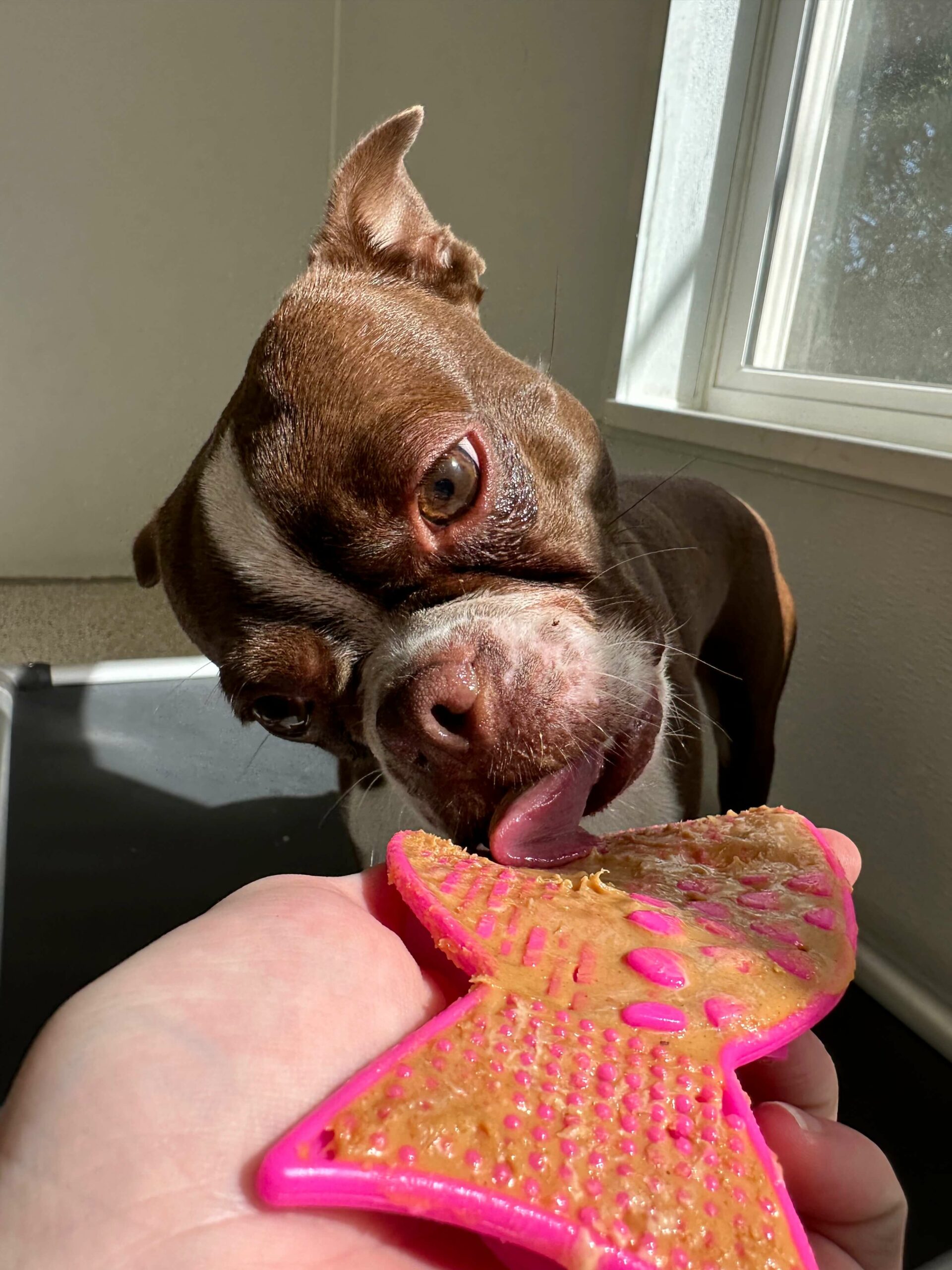 Pet Boarding Services - All Paws Retreat